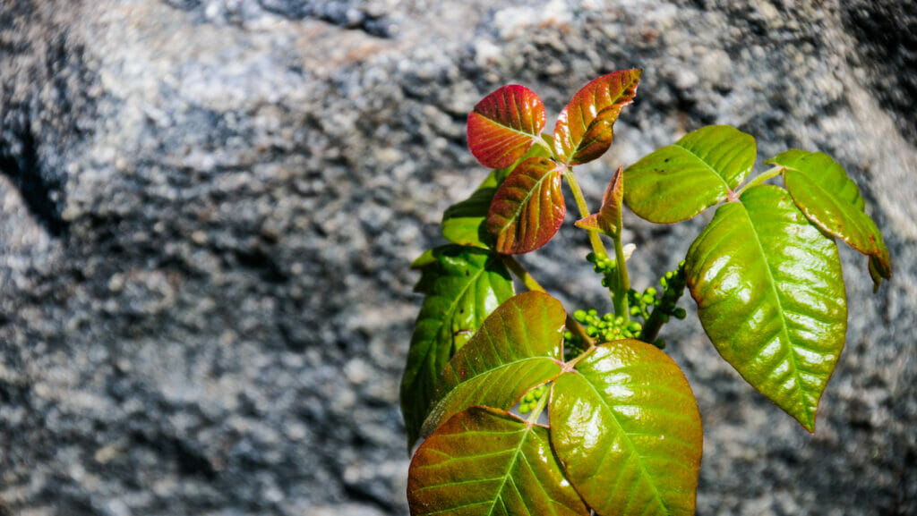 how fast does prednisone work for poison ivy