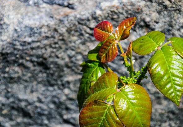 how fast does prednisone work for poison ivy