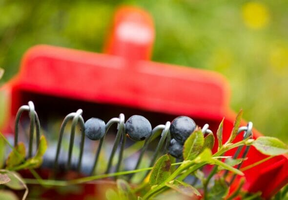 wellhealthorganic.com 10-best-ways-to-use-blueberries