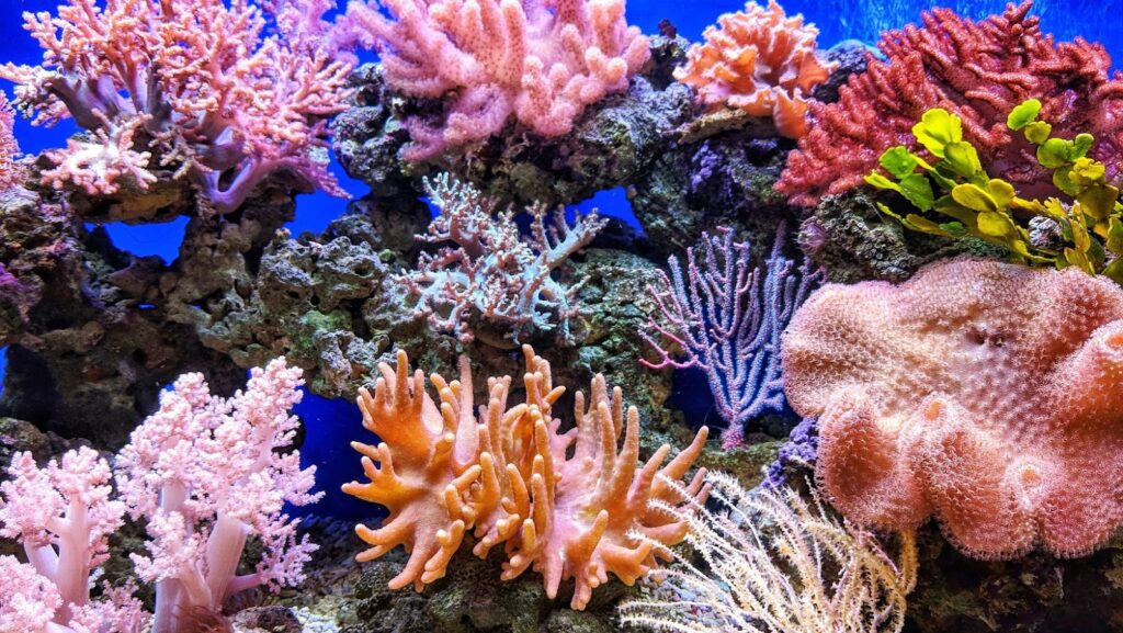 how does the author use logos to support the argument made in "save the coral reefs”?