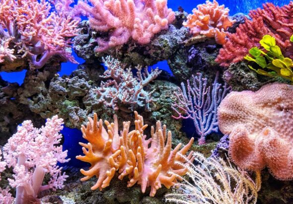 how does the author use logos to support the argument made in "save the coral reefs”?