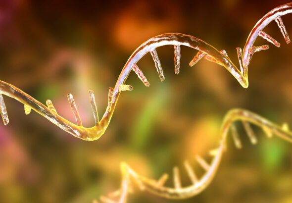 which represents a strand of rna bases?