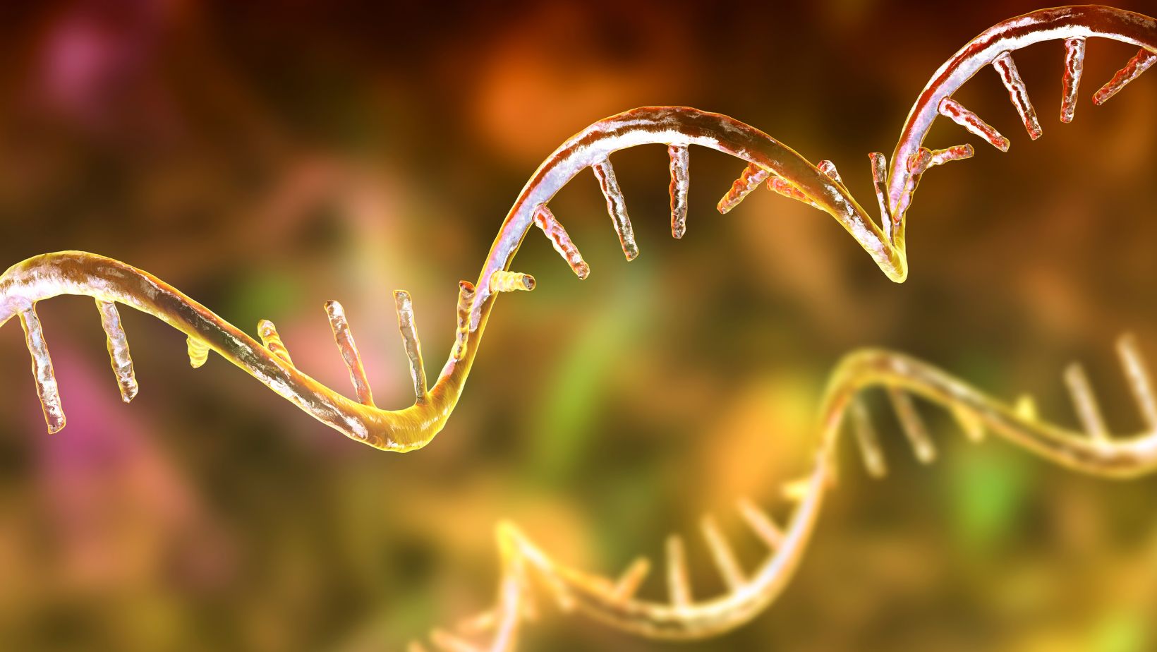 What Is The Role Of RNA In The Cell? Which Represents a Strand Of Rna