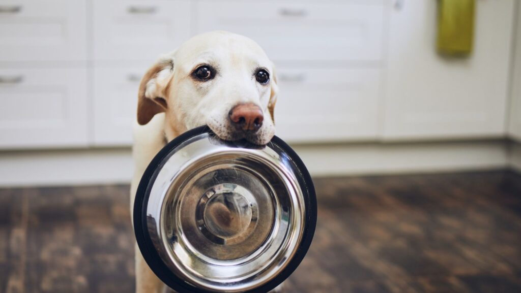 dog pushing food bowl away with nose and not eating