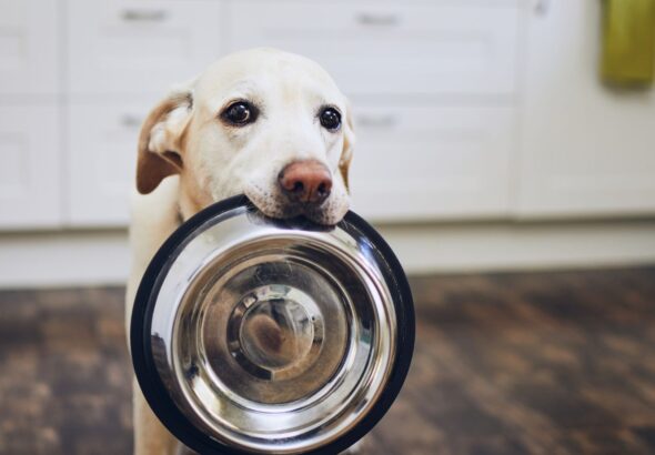 dog pushing food bowl away with nose and not eating