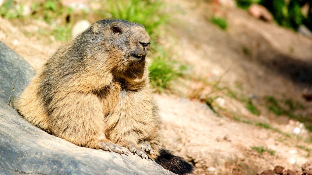 funny response to how much wood could a woodchuck chuck