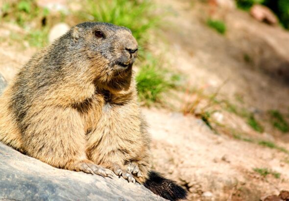 funny response to how much wood could a woodchuck chuck