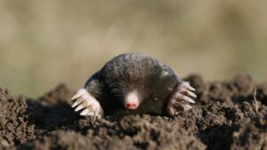 in a classroom, which comparison would a teacher most likely use for describing a mole?