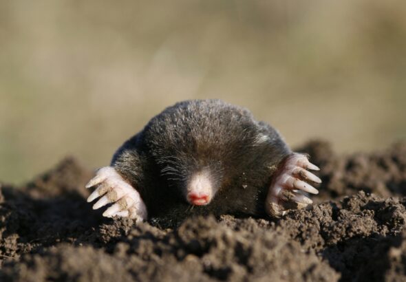 in a classroom, which comparison would a teacher most likely use for describing a mole?