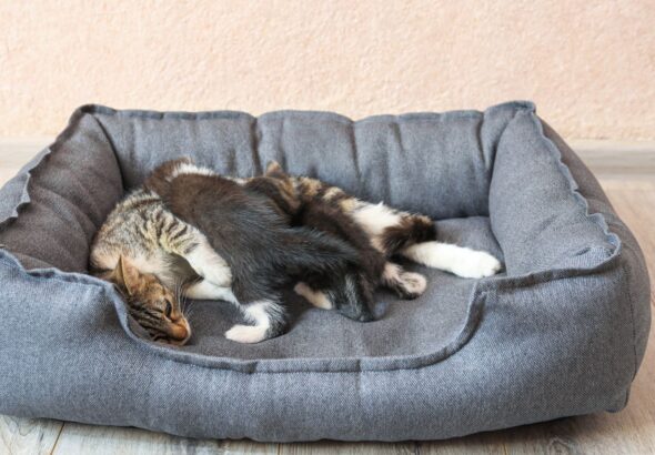 why does my cat keep bringing her kittens in my bed