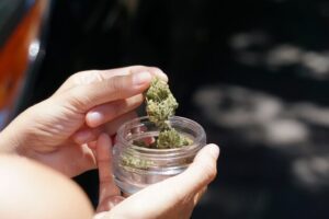 chocolate diesel 28g strain, hybrid cannabis strain, diesel strain benefits, daily use cannabis, premium hybrid strain, best hybrid strains, cannabis for everyday, california cannabis strains, large quantity cannabis, high potency hybrid