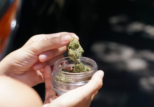 chocolate diesel 28g strain, hybrid cannabis strain, diesel strain benefits, daily use cannabis, premium hybrid strain, best hybrid strains, cannabis for everyday, california cannabis strains, large quantity cannabis, high potency hybrid